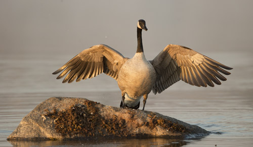 goose